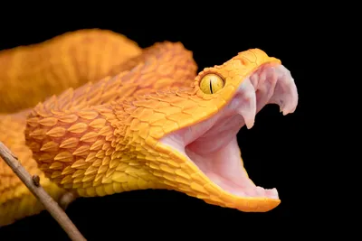 Demansia cyanochasma - в Австралии обнаружили новый вид ядовитых змей - Pets