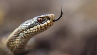 Супердети - В мире существует десять видов ядовитых змей и... | Facebook