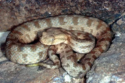 Четверо пострадало от укусов ядовитых змей - среди них двое детей