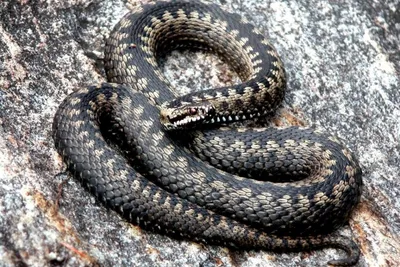 В Австралии найден новый вид ядовитых змей бэнди-бэнди
