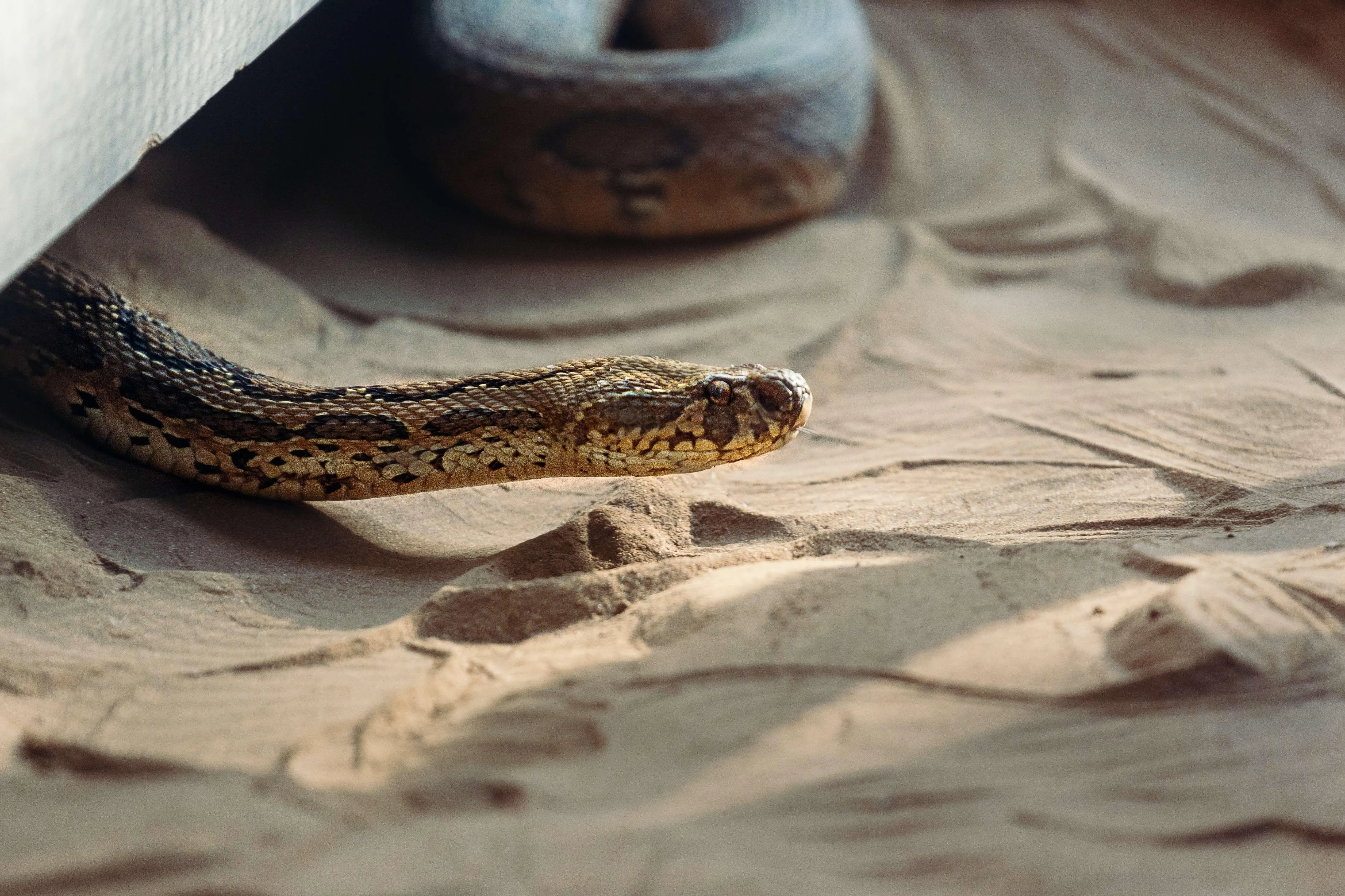 Ползущая змея во сне. Гадюка Расселла (Daboia russelii). Змея указывает. Snake on Sand.