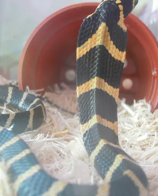 50 ядовитых змей показывают в Московском зоопарке