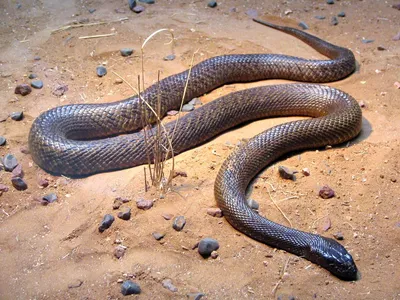 Какая самая ядовитая змея в мире: список опасных рептилий, укус которых не  пережить | Курьер.Среда | Дзен