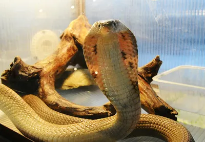 В Таиланде открыт новый вид ядовитых змей с чешуйками, напоминающими  ресницы | CoLab