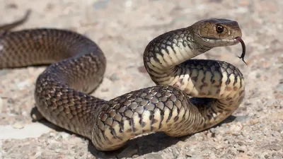ТОП-5 самых ядовитых змей планеты | Пикабу