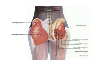 Ягодичные мышцы фото