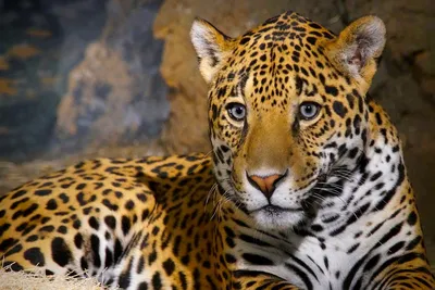 This absolute beast of a Jaguar with its claws unsheathed : r/natureismetal