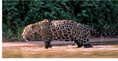 Did you know the name Jaguar... - Jukani Wildlife Sanctuary | Facebook