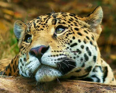 Isolated On Black Deadly Jaguar Wild Beast Running Toward The Camera With  His Ferocious Look Pointing The Photographer Stock Photo, Picture and  Royalty Free Image. Image 147702402.