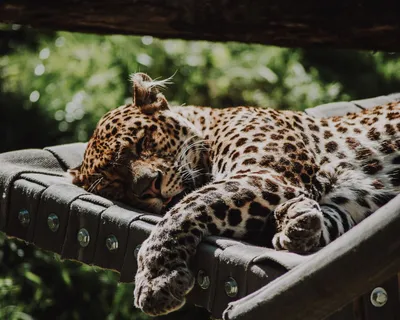 Isolated On Black Deadly Jaguar Wild Beast Run Toward The Camera With His  Ferocious Look Pointing The Photographer Stock Photo - Alamy