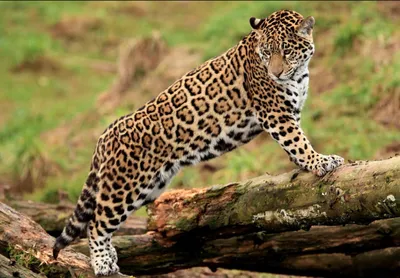 PDF] The numbers of the beast: Valuation of jaguar (Panthera onca) tourism  and cattle depredation in the Brazilian Pantanal | Semantic Scholar