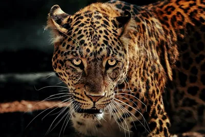 From jaguar teeth to the nail of the great beast: The evolution of animal  medicines