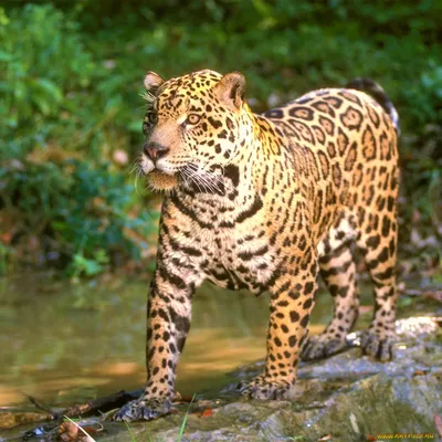 American jaguar in the nature habitat, panthera onca, wild brasil,  brasilian wildlife, pantanal, green jungle, big cats. Dangereous beast  infront of the wildlife photographer. Stock Photo | Adobe Stock