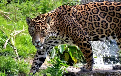 Ягуар (Panthera onca)