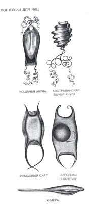 Яйца акулы - омоложение и долголетие ∞ Лагуна акул