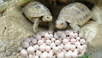 Яйца черепахи фото