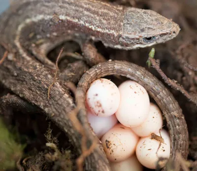 Семья из Австралии нашла в саду яйца восточной водяной ящерицы и помогла  малышам появиться на свет