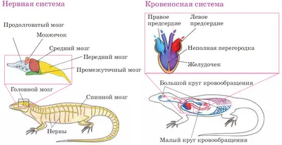 Эублефар - ящерица с неизменной улыбкой и всегда замечательным настроением!  🦎Гекконы – единственные рептилии,.. | ВКонтакте