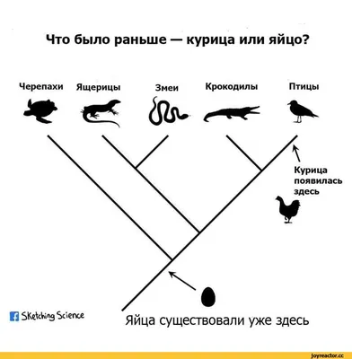 Только что вылупившаяся из яйца ящерица - Альбом Alexkrm: разное