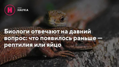 В Сочи обнаружен новый вид ящериц. Их яйца случайно привезли с деревьями из  Италии | 09.10.2020 | Краснодар - БезФормата