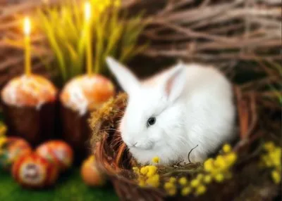 кролик и пасхальные яйца стоковое фото. изображение насчитывающей кролик -  218707142