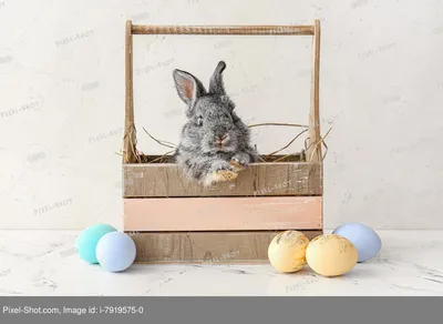 Яма, несущая \"золотые яйца\" или ямный метод разведения кроликов. |  Разведение и содержание кроликов | Дзен