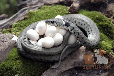 Яйца змеи фотографии