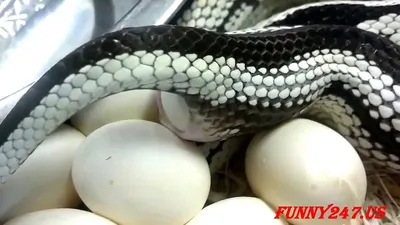Snake laying eggs - the female Vietnamese Blue beauty rat snake makes a  clutch - YouTube