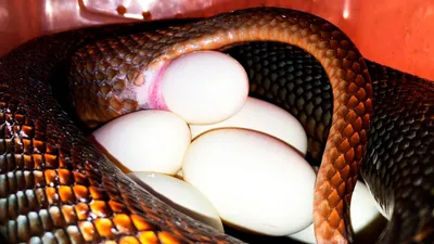 Змеиные Яйца Вылупление Змеи - Бесплатное фото на Pixabay - Pixabay