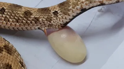 кобра откладывает яйца - посмотри как змея рожает - Snake Breed Mating And  Laying Eggs – Видео Dailymotion