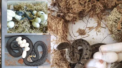 Snake laying eggs - YouTube