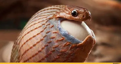 А вы видели как откладывают змеи яйца? Heterodon nasicus Anaconda-кладка  сезон 2019 — Видео | ВКонтакте