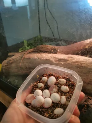 Способность маленькой змеи глотать яйца пристыдила питонов