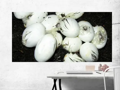 черные змеиные яйца в мульчи Стоковое Фото - изображение насчитывающей  жизнь, весна: 231463702