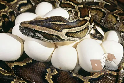 змеиные яйца стоковое фото. изображение насчитывающей гравий - 238267798