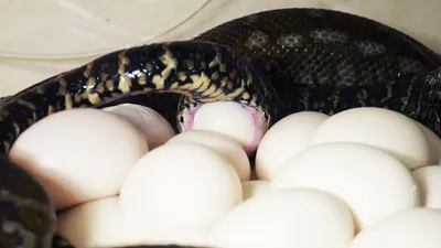 Как содержать змею в домашних условиях: как выбрать и ухаживать, чем кормить
