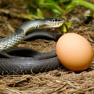 Яйца каких животных съедобны для человека | Вокруг Света