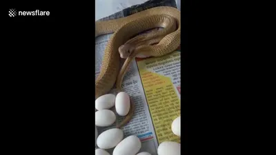 Змея в террариуме с яйцами» — создано в Шедевруме