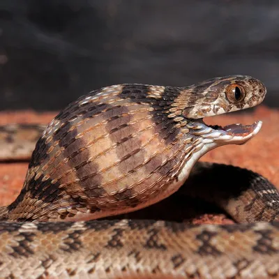 закрытие новорожденной ядовитой змеи, вылупляющейся из яйца. Рабдофис  тигриновый змей, выходящий из яиц змеи Стоковое Изображение - изображение  насчитывающей змейка, воспроизводство: 243176163