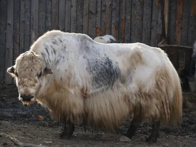 Бык як Longhaired Bovid, найденной на протяжении гималайского региона  Стоковое Фото - изображение насчитывающей растительноядные, активизма:  174724760