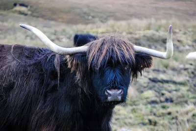 Бык як Longhaired Bovid, найденной на протяжении гималайского региона  Стоковое Изображение - изображение насчитывающей достаточный, найдено:  174724621