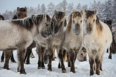 Якутских лошадей фотографии