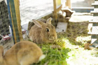 Разведение кроликов в яме, но не в яме. Breeding rabbits in the pit, but  not in the pit . Украина. - YouTube