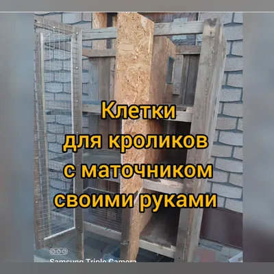 Агрофирма в отдаленном селе Ямала начала разводить кроликов. ВИДЕО:  ЭКОНОМИКА: ЯМАЛ 1