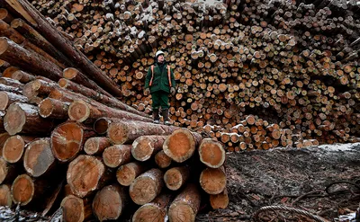 Японцы приобретут лесную компанию на Дальнем Востоке за $525 млн — РБК