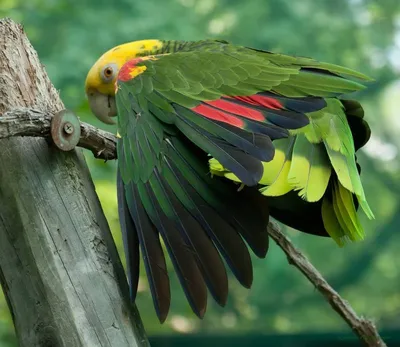 Попугай ВС Или ВС Conure Является Средним Яркие Попугаи Родом Из  Северо-восточной Южной Америке. Фотография, картинки, изображения и  сток-фотография без роялти. Image 24068948