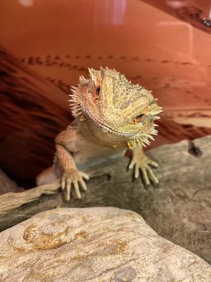 Агама бородатая - Pogona vitticeps (colored, S)