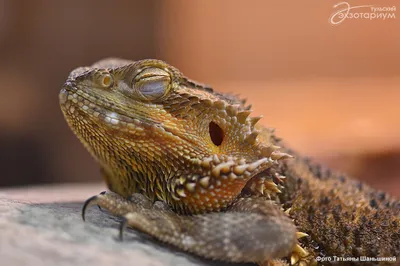 Бородатая агама (Pogona vitticeps) ящерица семейства агамовые. Получила  свое название из-за характерного шейного мешка, который в моменты опасности  ил... / ящерица :: бородатая агама :: живность :: #Реактор познавательный  :: разное ::