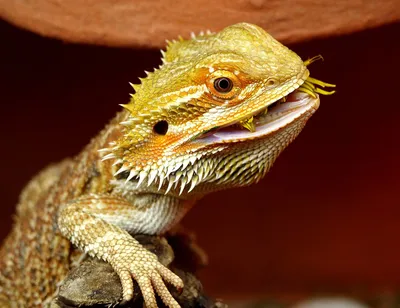 Агама бородатая - Pogona vitticeps (colored, S)