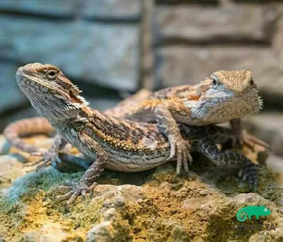 Бородатая агама (Pogona vitticeps) ящерица семейства агамовые. Получила  свое название из-за характерного шейного мешка, который в моменты опасности  ил... / ящерица :: бородатая агама :: живность :: #Реактор познавательный  :: разное ::